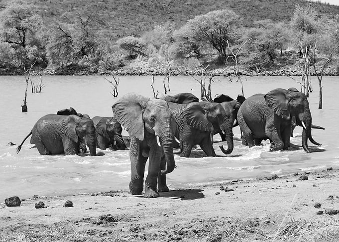 Elephant Bathing Time 3591