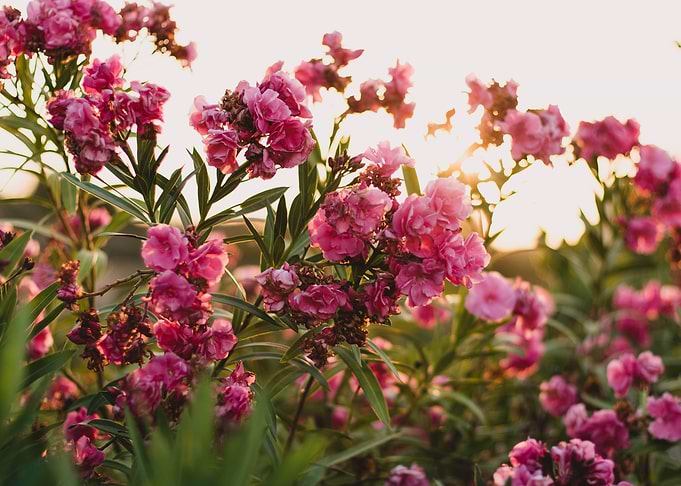 Pink Flowers