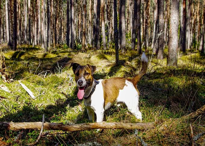 dog leaves