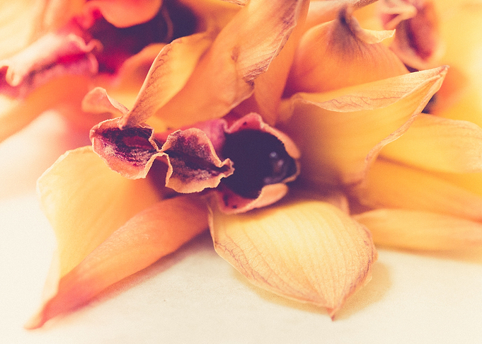 Yellow flowers