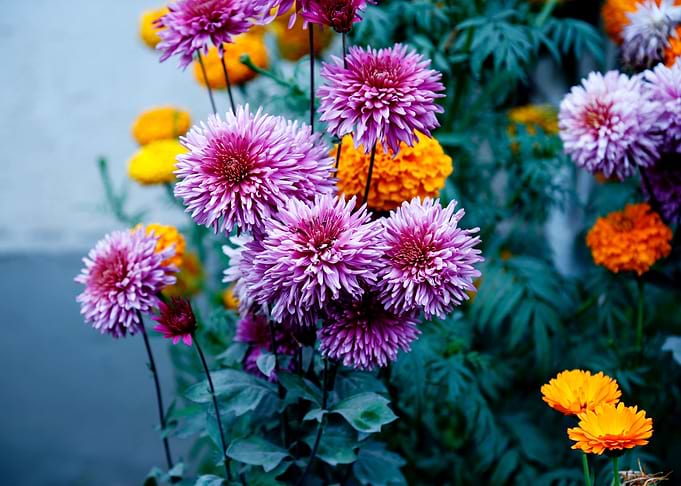Selective Focus Photograph