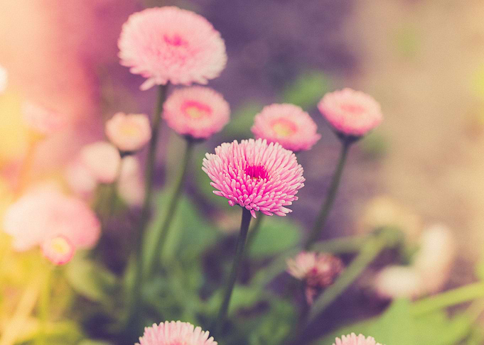 Gentle red flowers
