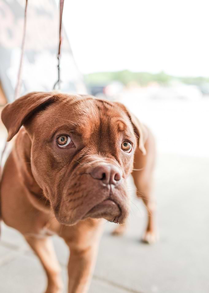 dog pet cute