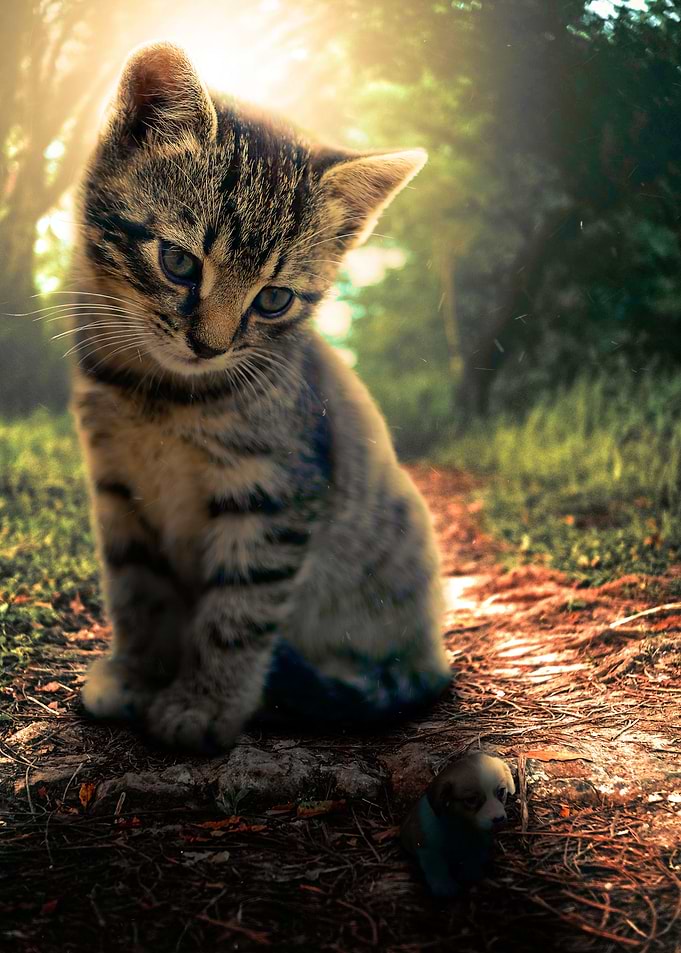 Puppy in kitten shadow