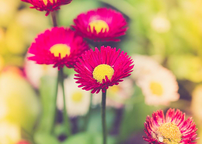 Gentle red flowers