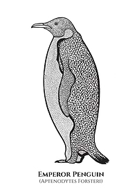 Emperor Penguin with names