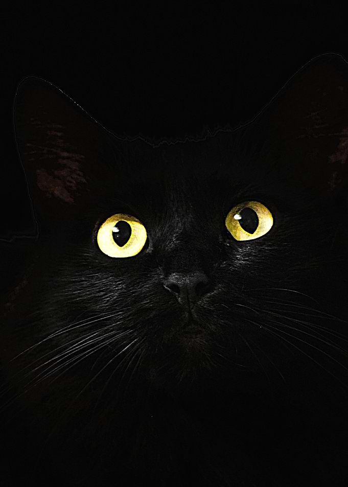 Cat Eye In The Dark
