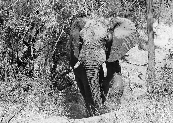 Elephant 3338