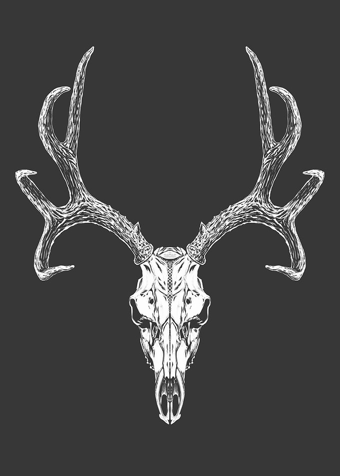 Deer skull