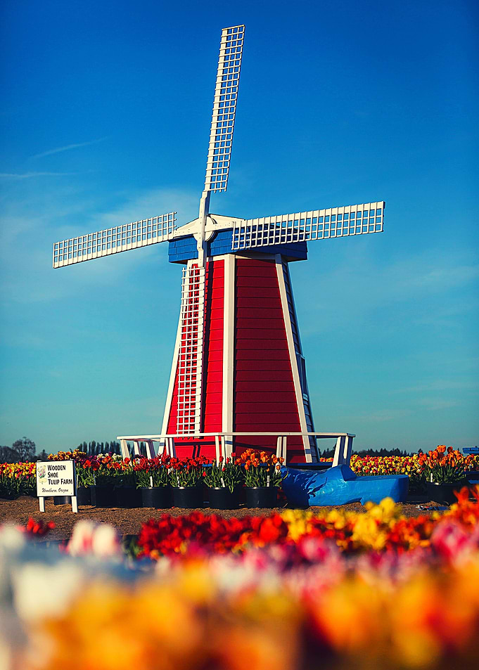Tulip Farm and Windmill