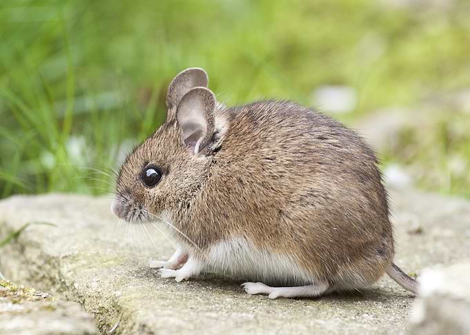 tittle mouse rat grey
