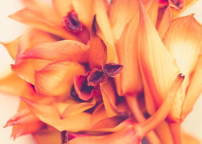Yellow flowers