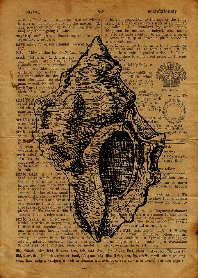 Seashell engraving