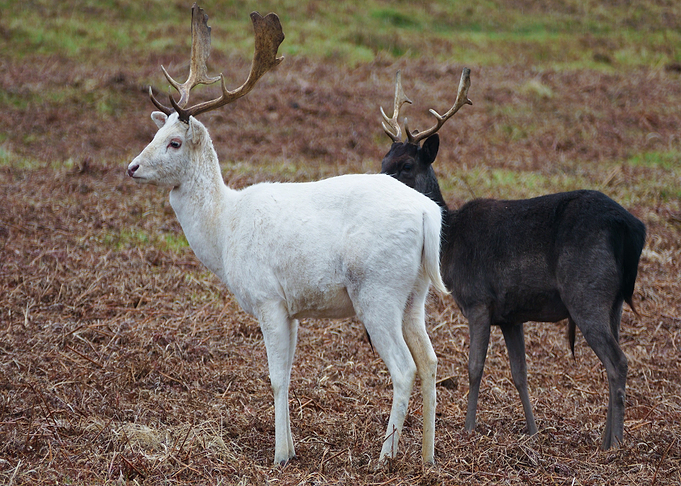deer black white