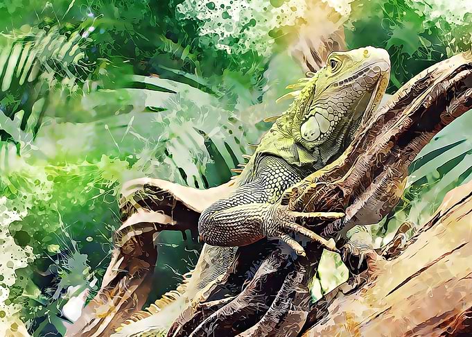 Green iguana
