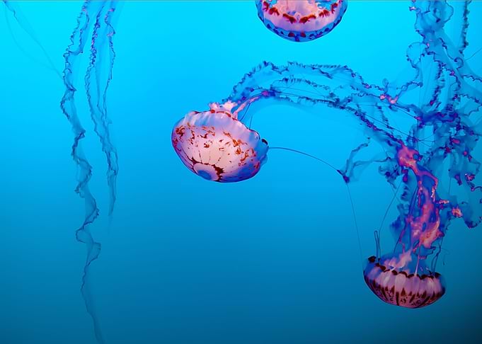 Jellyfish Illustration