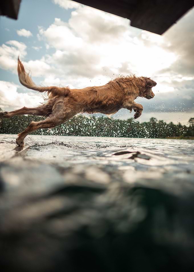dog jump