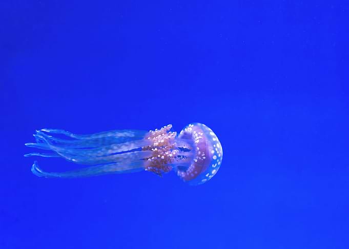 White Jellyfish