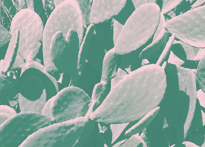 Green Cactus Plant