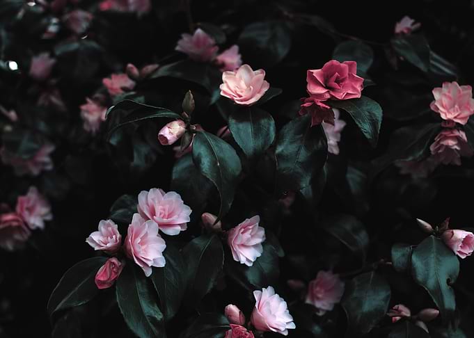 Pink Flowers Photograph