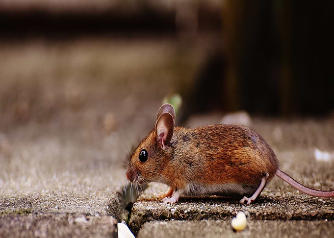 rat mouse grey