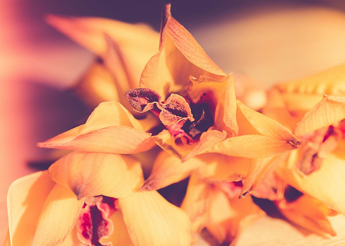 Yellow flowers