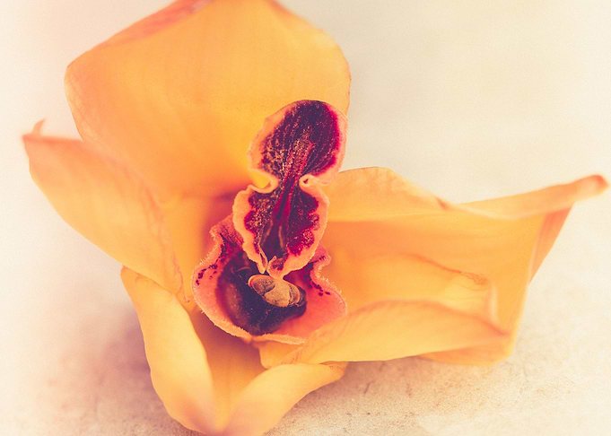 Yellow flowers