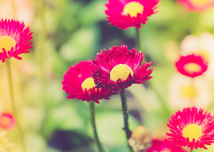 Gentle red flowers