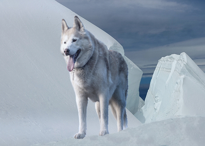 climate cold snow dog