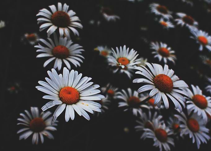 White Chamomile Flowers