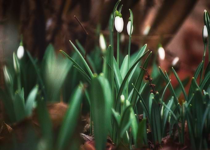 Snowdrops