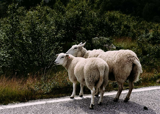 From the street of Norway