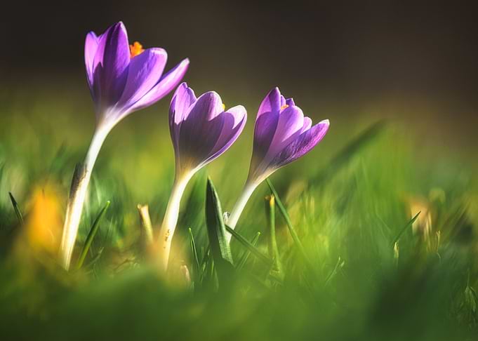 Spring feelings