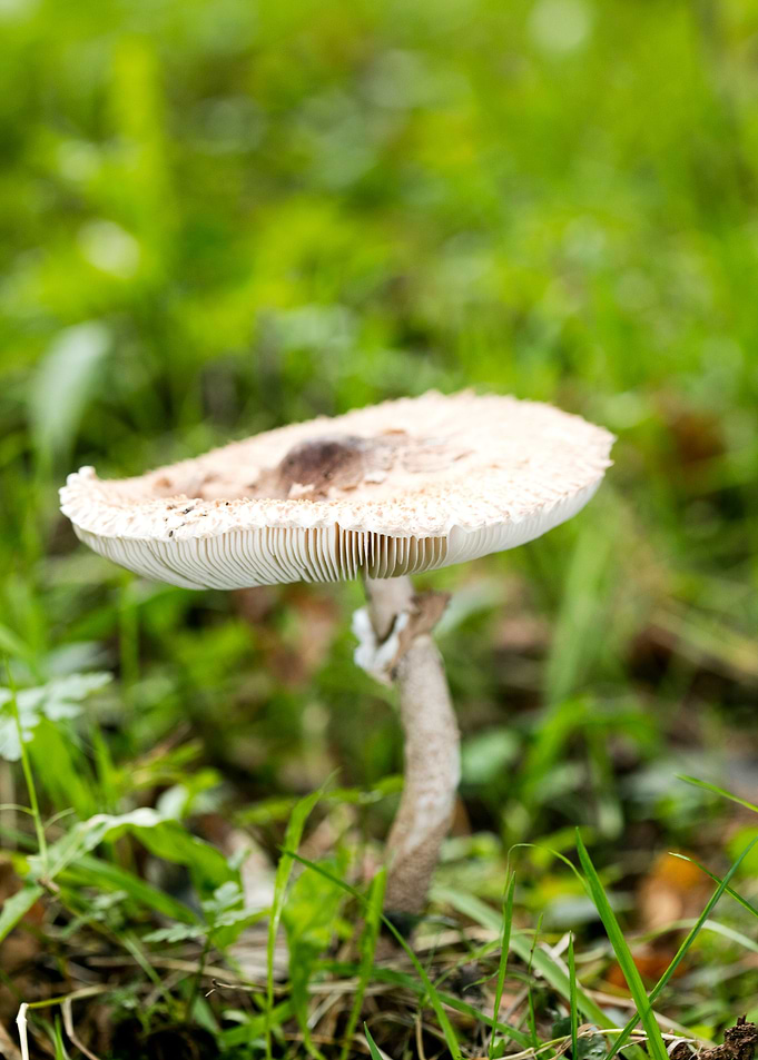 Trippy winter mushrooms