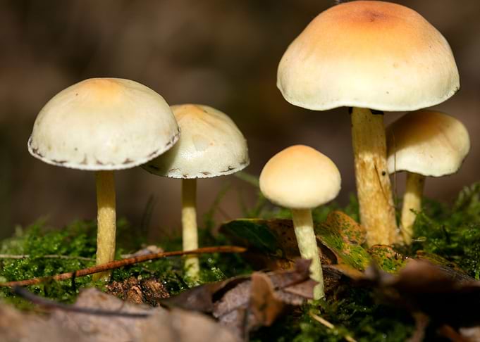 Psychedelic mushrooms trip