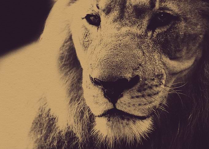 King of the Jungle