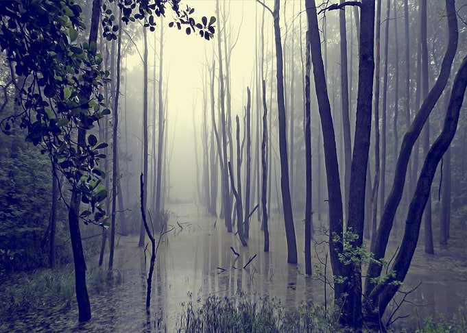 Trees on the water