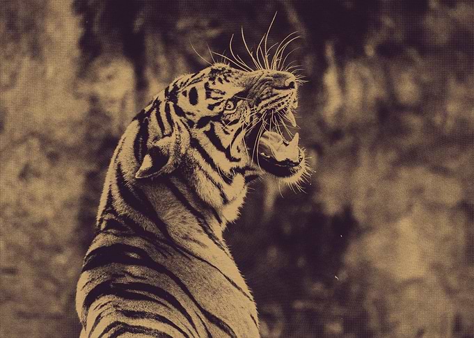 Roaring Tiger