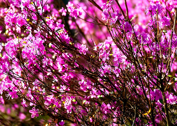 Purple Rhododendron Shrub
