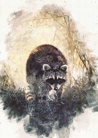 Raccoon