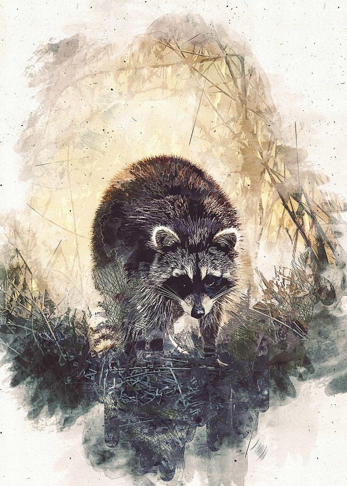Raccoon