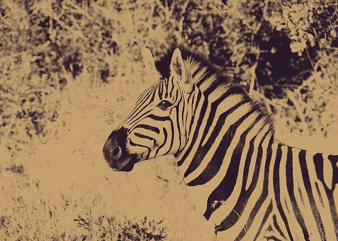 Smiling Zebra