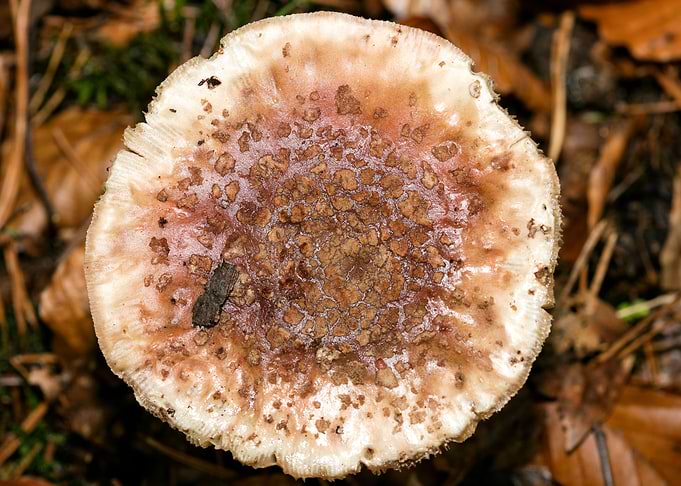 Psychedelic mushrooms trip