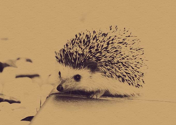 Hedgehog