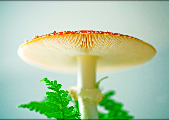 Wild mushroom on nature