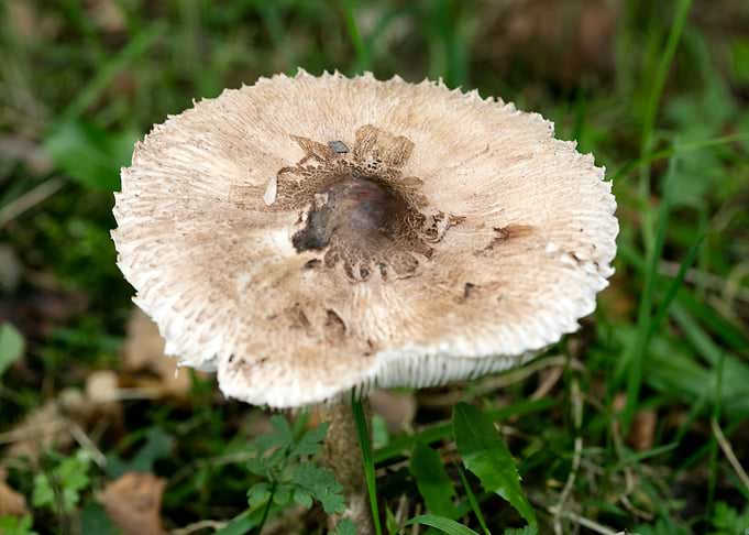 Trippy winter mushrooms