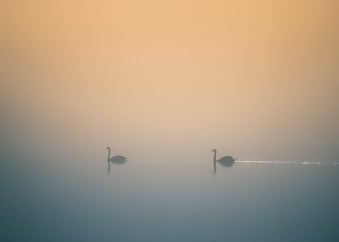 Swan Lake