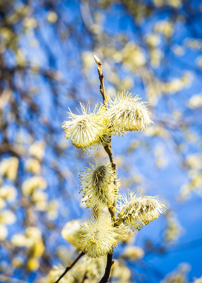 Willow Twig In Spring