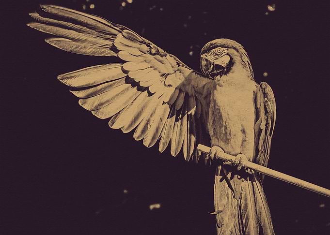 Bird Wing