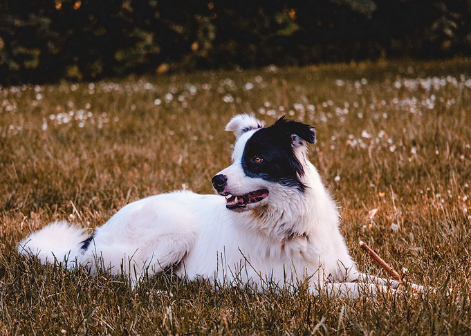 dog grass field